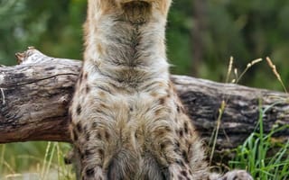 Картинка гиена, хищник, дикое животное