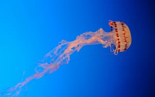 Картинка медуза, синий, прозрачный