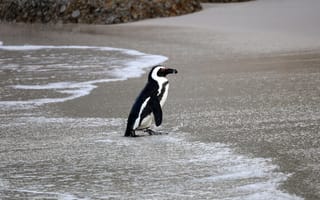 Картинка очковый пингвин, пингвин, вода