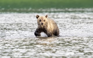Картинка медвежонок, медведь, река
