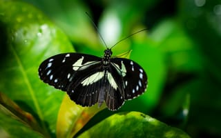 Картинка геликония сара, бабочка, растения