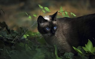 Картинка кот, сиамский, трава