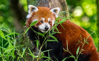 Картинка красная панда, трава, листья