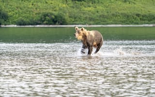Картинка медведь, прыжок, озеро