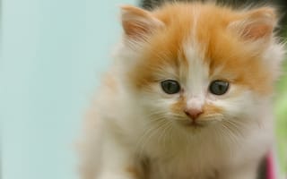 Картинка котенок, пятнистый, взгляд