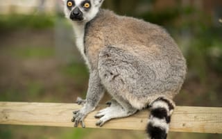 Картинка лемур, животное, бревно