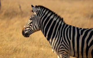 Картинка зебра, животное, дикая природа