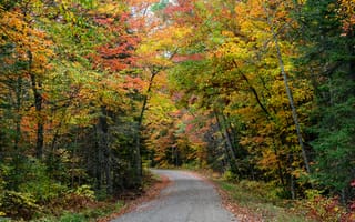 Картинка дорога, лес, осень