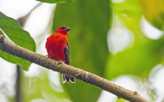 Картинка мадагаскарский фоди, птица, красный