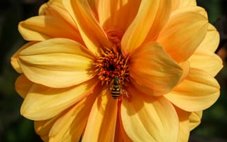 Картинка пчела, цветок, желтый