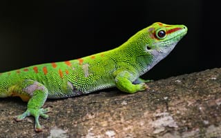 Картинка геккон, зеленый, ящерица