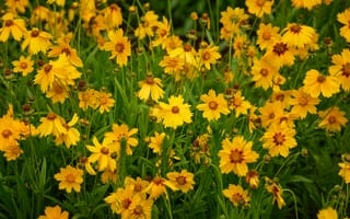 Картинка цветы, поле, желтый