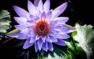 Картинка лотос, цветок, фиолетовый