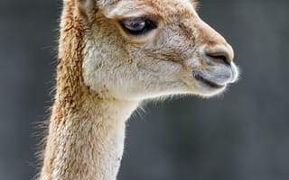 Картинка викунья, животное, дикая природа