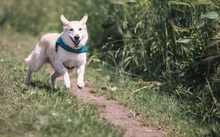 Картинка собака, бежать, трава