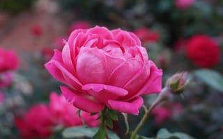 Обои роза, розовый, цветок