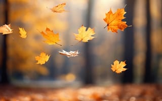 Картинка осень, листья, кленовые листья