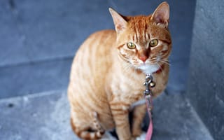 Картинка кот, полосатый, поводок