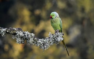 Картинка индийский кольчатый попугай, попугай, птица