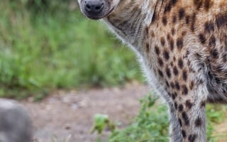 Картинка гиена, хищник, дикое животное