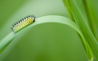 Картинка пилильщик дубовый зеленый, личинка, насекомое