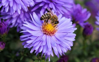 Картинка пчела, цветок, опыление
