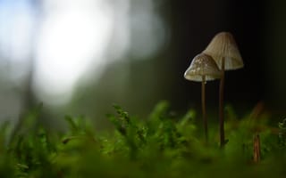 Картинка грибы, макро, мох