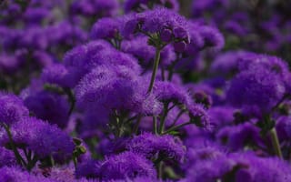 Обои цветы, фиолетовый, растение