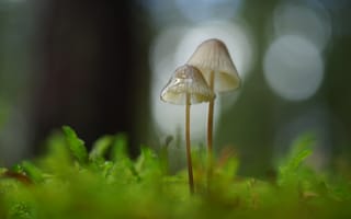 Картинка грибы, макро, размытие