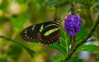 Картинка геликония, бабочка, цветок