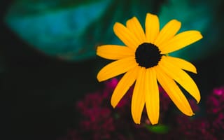 Картинка рудбекия, цветок, желтый