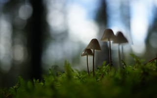 Картинка грибы, трава, размытие