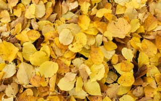 Картинка листья, опавшая листва, осень