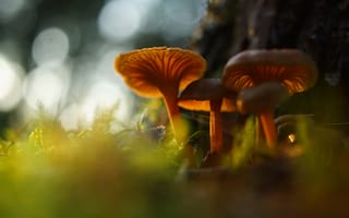 Картинка грибы, трава, мох