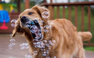 Картинка собака, мыльные пузыри, игривый