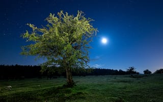 Обои дерево, ночь, звездное небо
