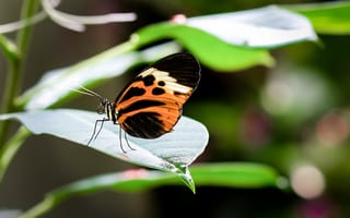 Картинка геликония, бабочка, лист