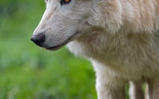 Картинка белый волк, волк, голова