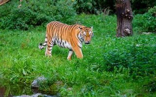 Картинка тигр, полосатый, хищник