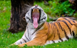 Картинка тигр, оскал, высунутый язык