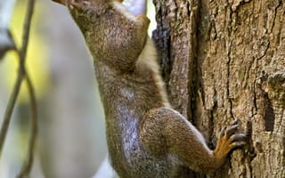 Картинка белка, орех, кора