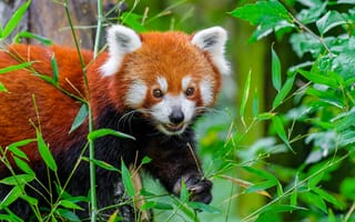 Картинка красная панда, дикая природа, животное