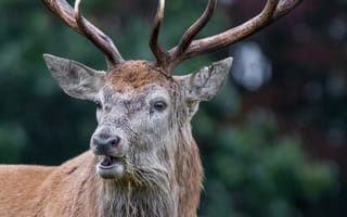 Картинка олень, животное, дикая природа