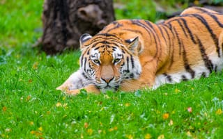 Картинка сибирский тигр, тигр, хищник