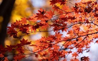 Картинка клен, осень, листья