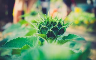 Картинка растение, крупным планом, размытость