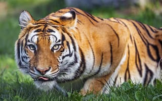 Картинка тигр, животное, полосатый