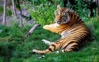 Обои бенгальский тигр, трава, хищник
