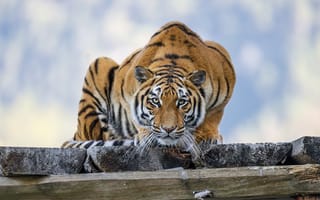 Картинка тигр, поза, хищник