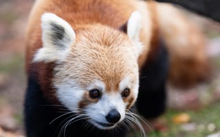 Картинка красная панда, животное, дикая природа